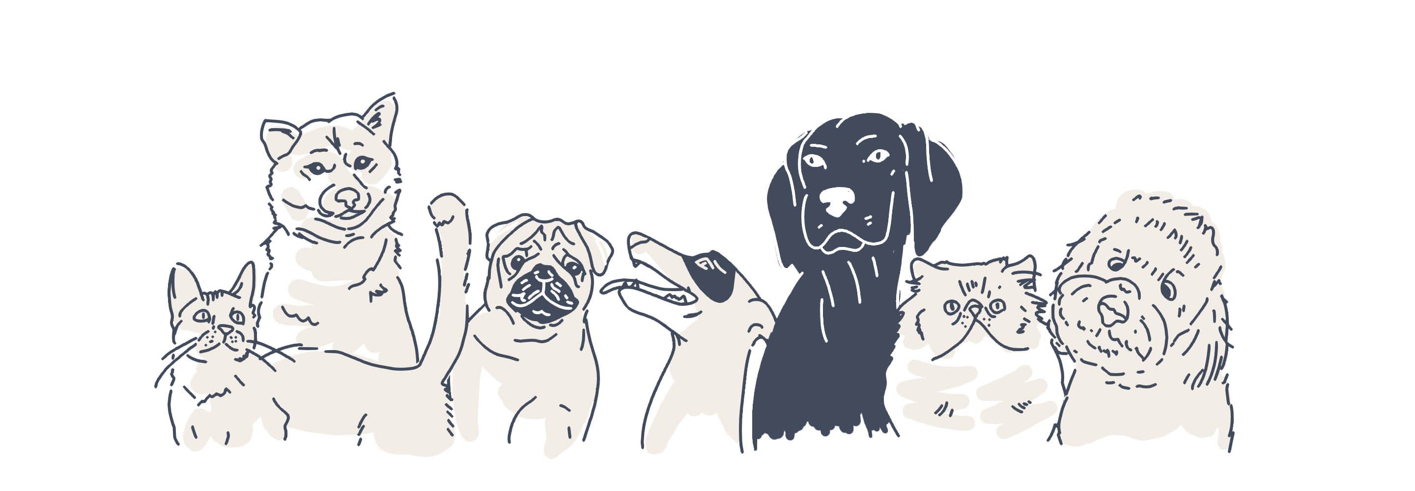 pets animations