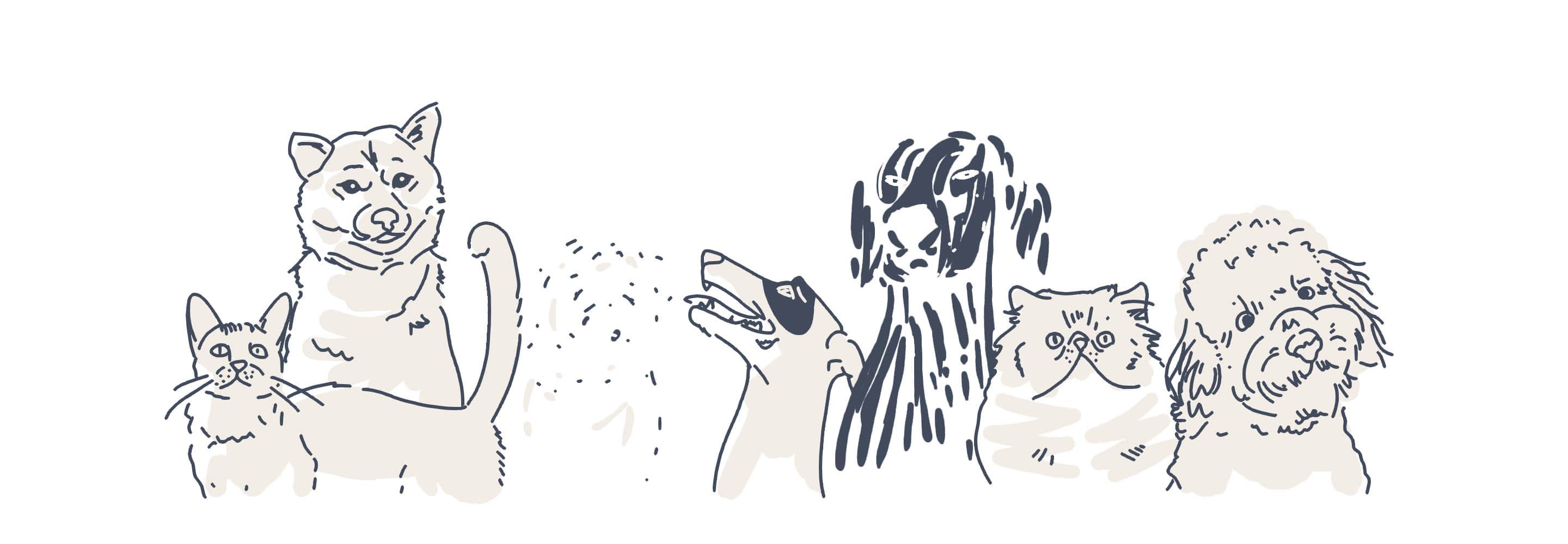 pets animations